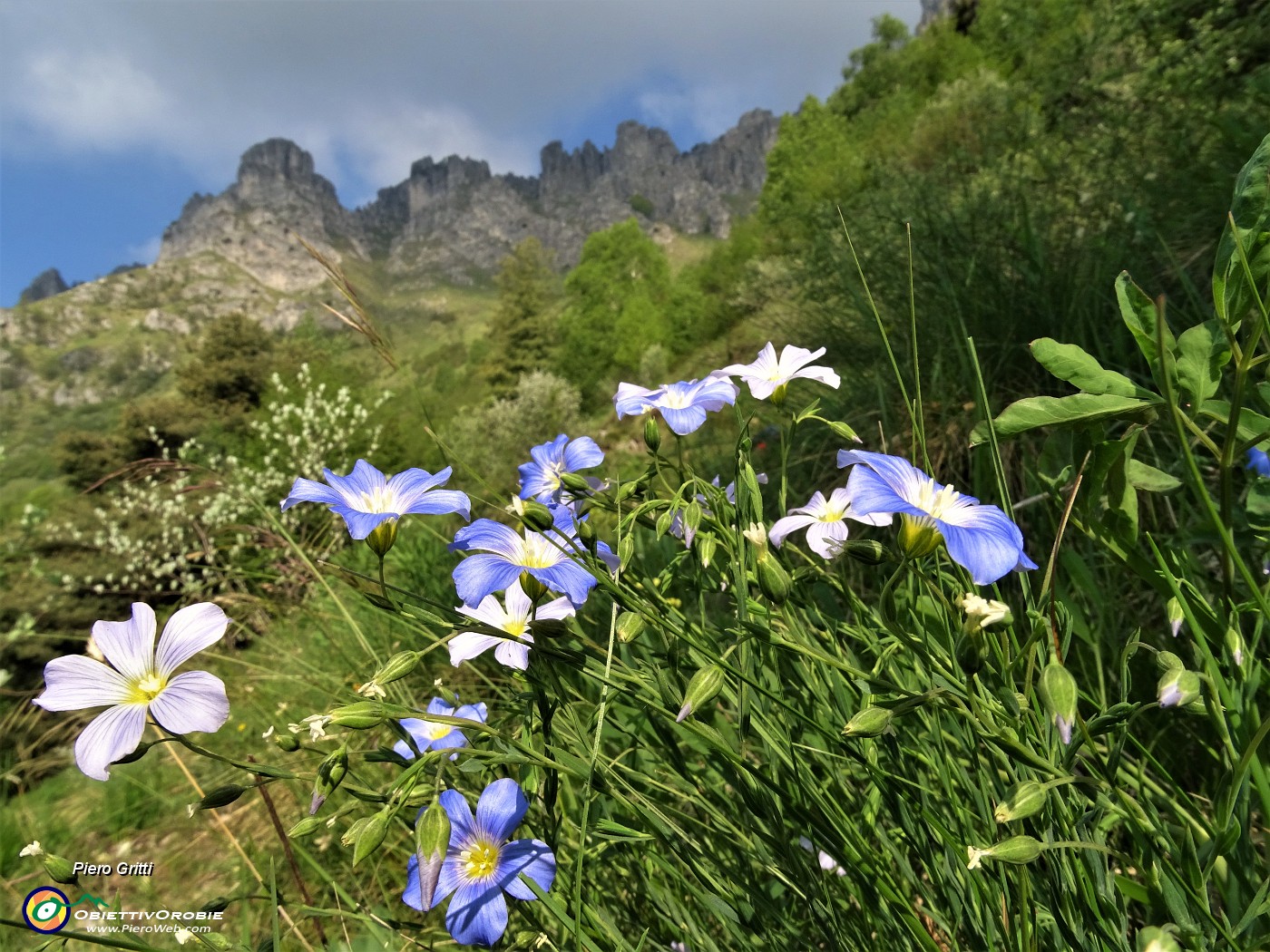 12 Lino delle Alpi (Linum alpinum) sul sentiero per il Canalino dei sassi).JPG